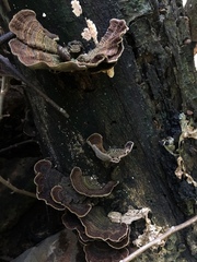 Nigroporus vinosus