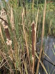 Typha × glauca