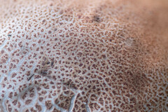 Leccinum albostipitatum