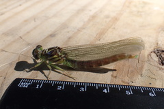 Stylurus