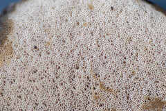 Leccinum albostipitatum