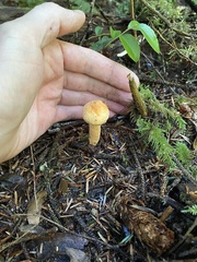 Chroogomphus tomentosus