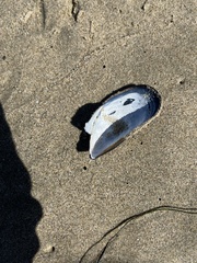 Mytilus californianus