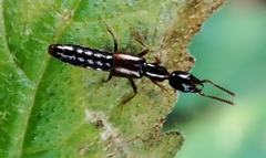 Xantholinus