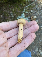 Chroogomphus tomentosus