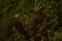 Sciurus aestuans
