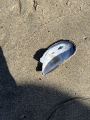 Mytilus californianus