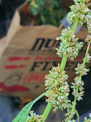 Amaranthus tuberculatus