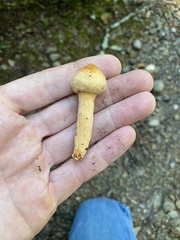 Chroogomphus tomentosus