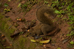 Sciurus aestuans
