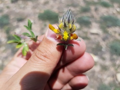 Dalea prostrata