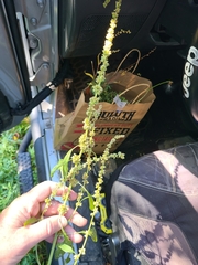 Amaranthus tuberculatus