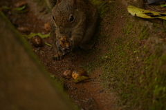 Sciurus aestuans
