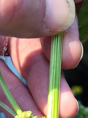 Amaranthus tuberculatus
