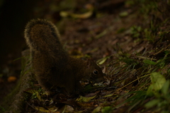 Sciurus aestuans