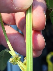 Amaranthus tuberculatus