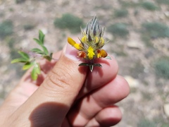 Dalea prostrata