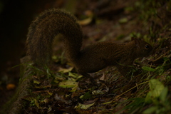 Sciurus aestuans