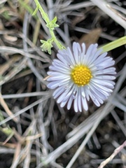 Aphanostephus ramosissimus