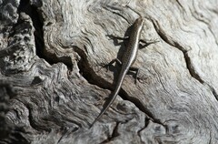 Cryptoblepharus pannosus