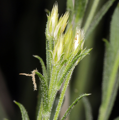 Chrysothamnus depressus