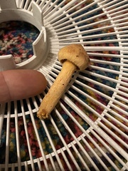 Chroogomphus tomentosus