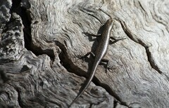 Cryptoblepharus pannosus