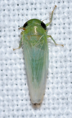 Chlorotettix viridius