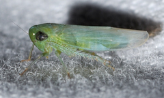Chlorotettix viridius