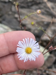 Aphanostephus ramosissimus