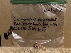 Chroogomphus tomentosus