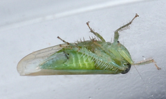 Chlorotettix viridius