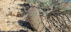 Mammillaria dioica dioica