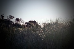 Tragelaphus oryx oryx