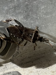 Leptoglossus corculus