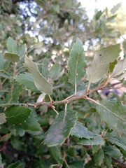 Quercus suber