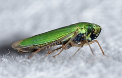 Hortensia similis
