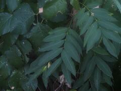 Sapindus mukorossi