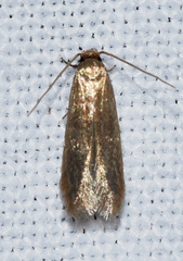 Phaeoses sabinella