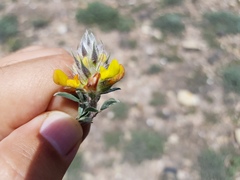 Dalea prostrata