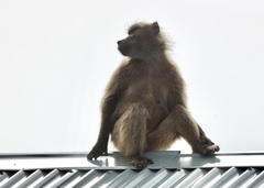 Papio ursinus ursinus