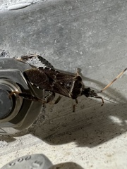 Leptoglossus corculus