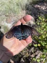 Limenitis arthemis arizonensis