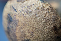 Neoboletus erythropus