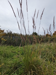 Phragmites