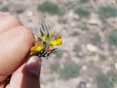 Dalea prostrata