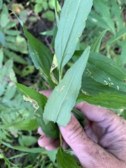 Solidago gigantea