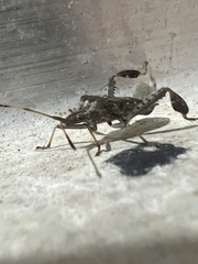 Leptoglossus corculus