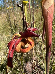 Sarracenia alata