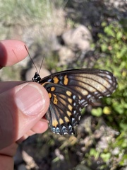Limenitis arthemis arizonensis